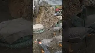 второй гусь.