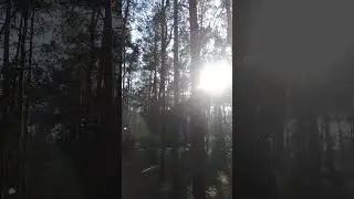 Май парк Танаис Воронеж обзор 2024