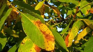 ГОРІХ ВОЛОСЬКИЙ: смачно, цілющо, весело