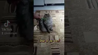 Две кошки и один кот# Это я не ем !# Великолепный кот#