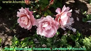 РОЗЫ НЕОБЫЧНОЙ ОКРАСКИ. КОМПАКТНЫЕ КУСТЫ, ОБИЛЬНОЕ ЦВЕТЕНИЕ.