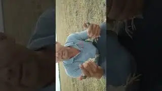 газад ушланган бедана