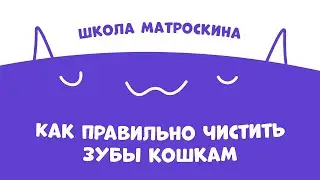 Школа Матроскина. Как правильно чистить зубы кошкам?