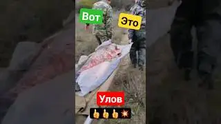 В зоне СВО военные поймали толстолоба 60кг. 👍👍👍💥 