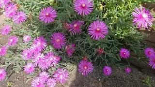 Mesembriantemo Barba di Giove Fiori - piante grasse - Drosanthemum Hispidum - piante succulente