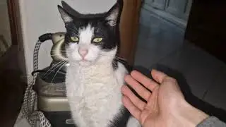 Il gatto Amleto! Vi era mancato?
