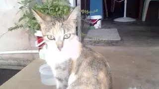 Kittens play time
