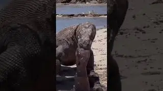 The only dragon that is not extinct! || 