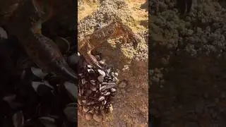 🦀 🦀 🦀            #shots #short #crab #seafood #fishing #animals #beach