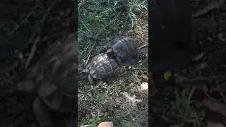 Azgın Tosbağalardan Agresif Bir Çiftleşme Şöleni