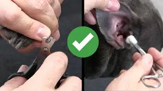 Dog Nail Clipping & Ear Cleaning In ONE Video !