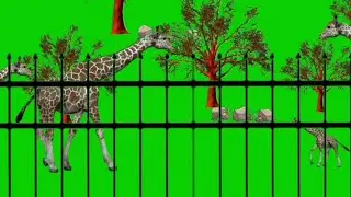 Giraffe Walking Green Screen | Giraffes Stampede Green Screen | No Copyright Video |
