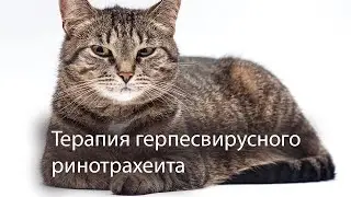 Герпесвирусная инфекция у кошек