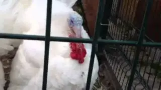 Индюки ругаются (ржака)