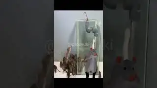 Мышеловка 