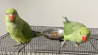 Parrots Eating Rice || Talking Parrot || Bolne Wala Tota || Mithu || The Talking Parrot ￼