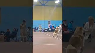 Нападение Собаки на Хендлера 😄😂😂👌