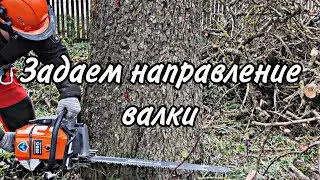 Валка деревьев с помощью оттяжки 