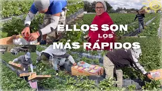 ESTOS MUCHACHOS CORREN TODO EL DÍA ENTRE MÁS CAJAS MÁS DINERO