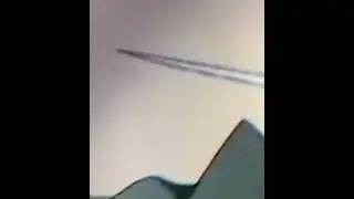404 shrimp