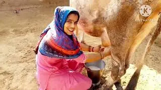 camera Sahi angle per Karte Karte milking video ban gai#Varsha Bulbul family vlogs #Varsha Sirohi
