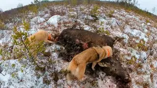 Охота #302 двухдневная загонная на лося