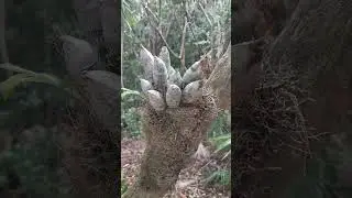 Amazing vacation in Mexico - Flamingo Birds (2)