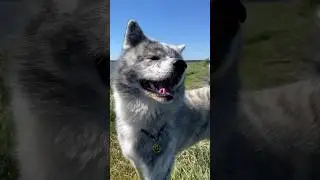 Навели шорох #akita #akitainu  #животные #animal #собаки #dog #вакай #dogs #dogshorts #doglover
