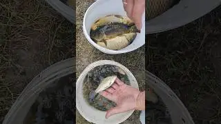 КОРОП И КАРАСЬ СОРТ КАРЛИК