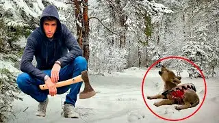The little wolf cub fell into a trap. But look what the hunter did!