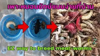 เพาะหนอนยักษ์แบบง่ายๆ มีใช้ทั้งปี EZ way to breed mealworms.