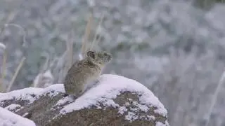 The Call of the Pika