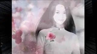 Bông Hồng Cài Áo - Nguyễn Văn Đông  -Tâm Hảo