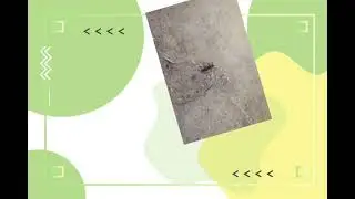 KEANEKARAGAMAN HEWAN TINGKAT RENDAH|KELOMPOK 8