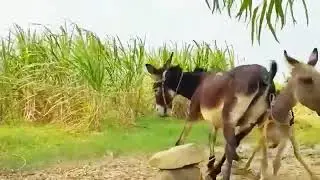 Donkeys are enjoying their lives with donkeys