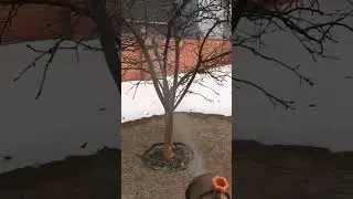 первая обработка сада вечерй