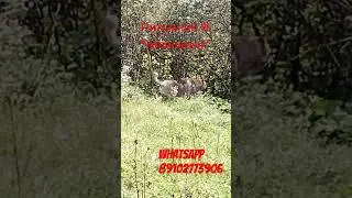 #Продажа