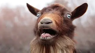 Goat Sounds - Noises