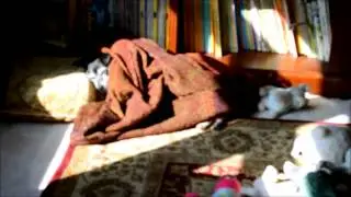 Adorable Jack Russell Snoring