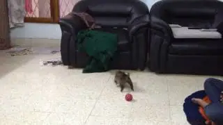 Orphaned puppy
