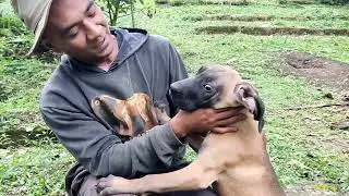 Meu filhote e um Fila brasileiro? É puro? CARACTERISTICAS DA RAÇA 
