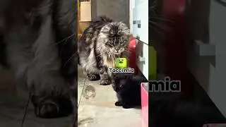Vita da gatti 🐱 EP. 144