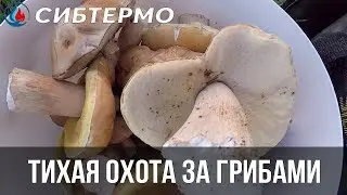 👍ТИХАЯ ОХОТА ЗА ГРИБАМИ! 2 ЧАСА = 3 ВЕДРА ГРИБОВ! ТАКОГО ДАВНО НЕ БЫЛО! 👍