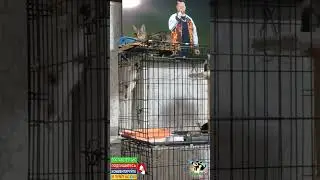 Игрулькины