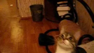 Cat is playing like a dog