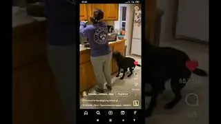 пёс прыгун 2