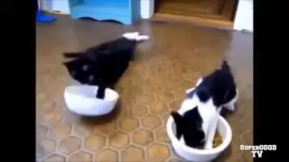 ПРИКОЛЫ С КОШКАМИ  РЖАКА