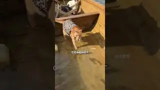 КОТОЭКИПАЖ: Мужик берет на рыбалку своих КОТОВ