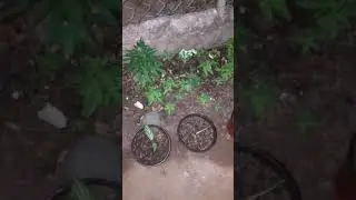 From seeds to trees