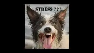 LOL Funny Stuff Funny Pictures Funny Cats lmfao - Have Some Good Times!